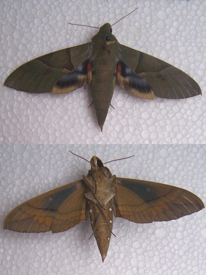 FIGURE 4e FIGURE 4e
